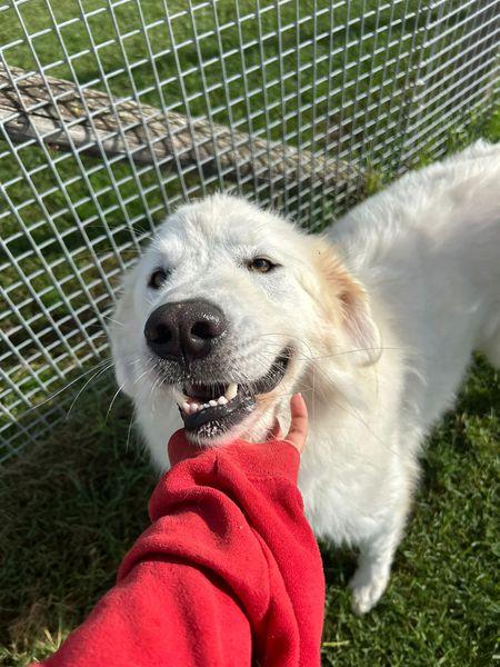 Spartaco dal manto candido Foto 2