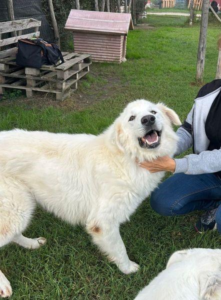 Spartaco dal manto candido Foto 4