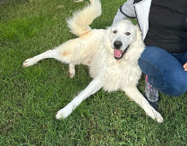 Spartaco dal manto candido Foto 6