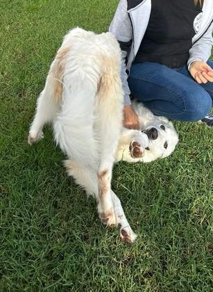 Spartaco dal manto candido Foto 7