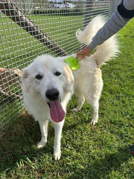 Spartaco dal manto candido Foto 8