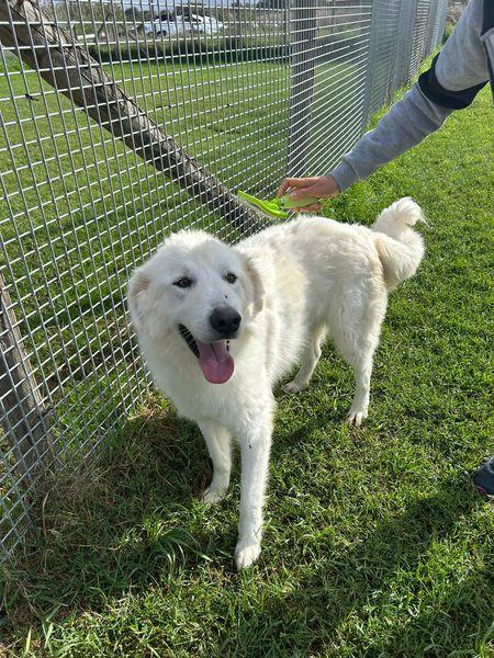 Spartaco dal manto candido Foto 9