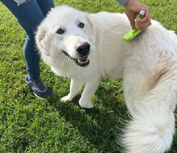 Spartaco dal manto candido Foto 10