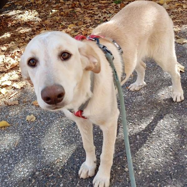 Shakira Dolce Cucciola 5 Mesi Taglia Media 