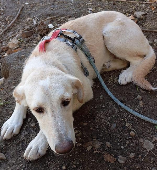 Shakira dolce cucciola 5 mesi taglia media  Foto 2