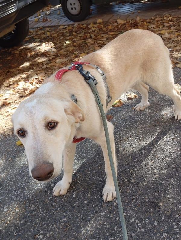 Shakira dolce cucciola 5 mesi taglia media  Foto 3