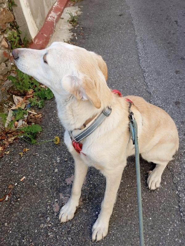 Shakira dolce cucciola 5 mesi taglia media  Foto 4