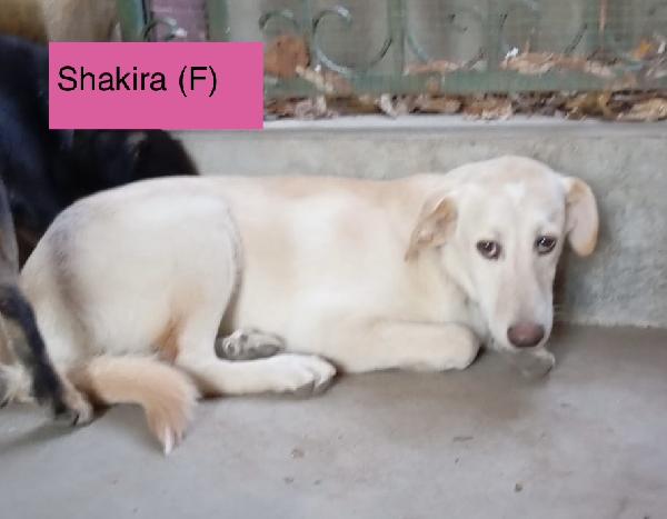 Dolce cucciola color miele 5 mesi tg media Foto 5