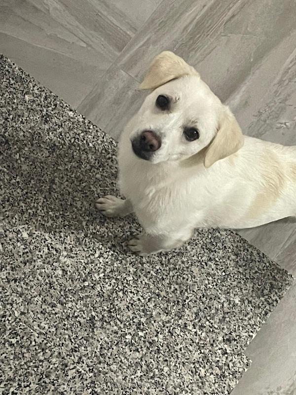 Leo Cessione Di Proprietà Tg Medio Piccola  Foto 9