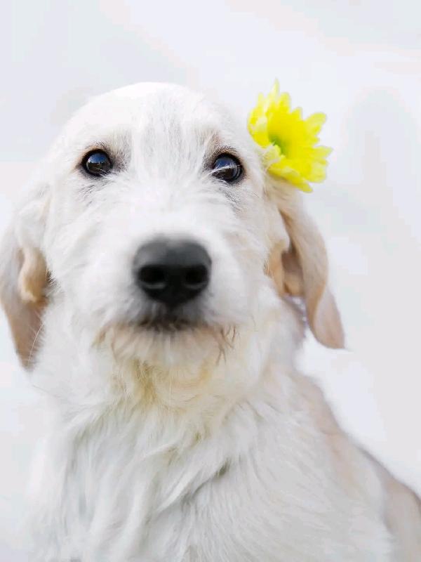 Charlie e Cherry  Foto 2