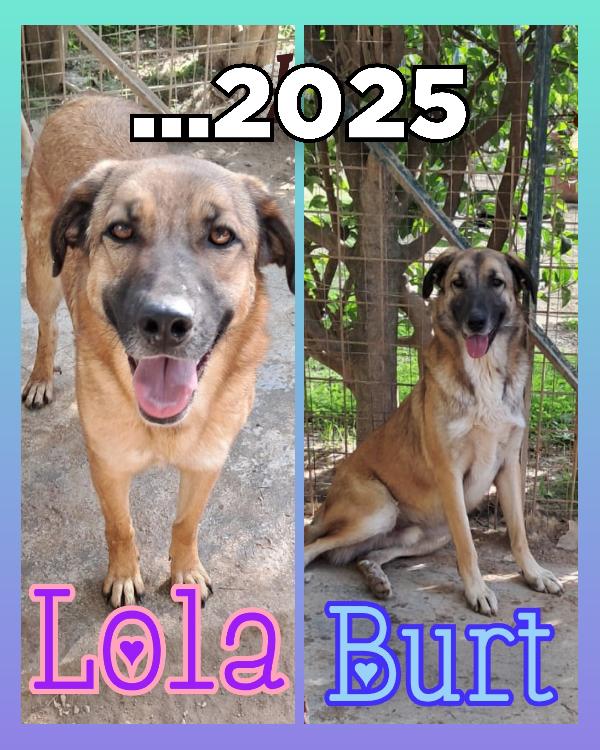 Lola e Burt cucciolotti mix pastore  Foto 2