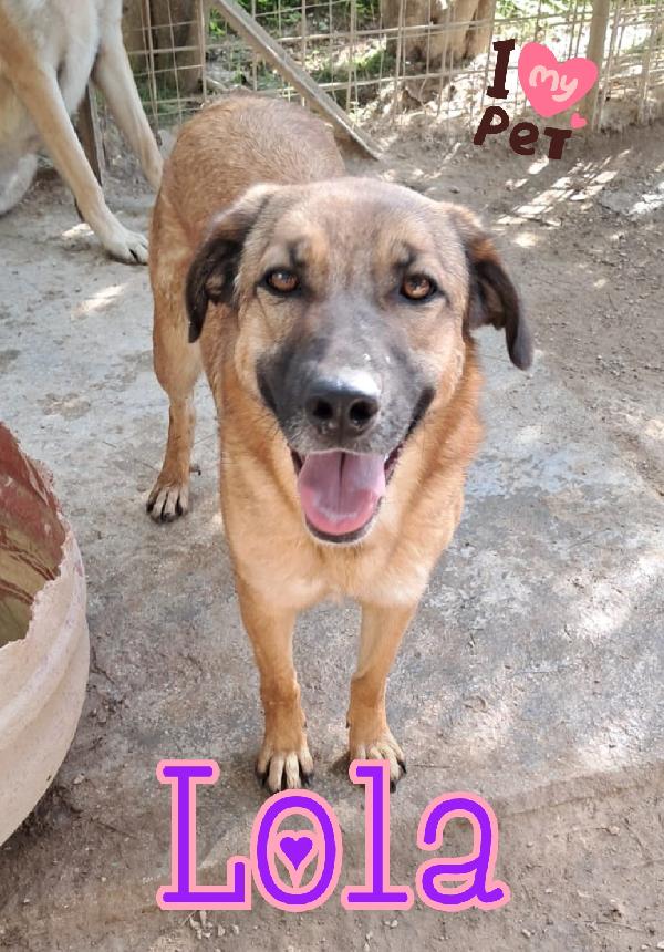 Lola e Burt cucciolotti mix pastore  Foto 4