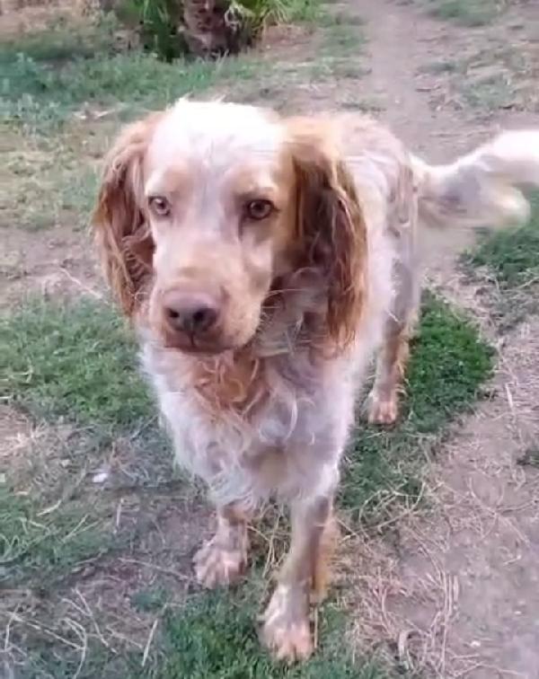 Breton arancio adulto IN CANILE DAL 2020! LAZIO SOS Foto 3