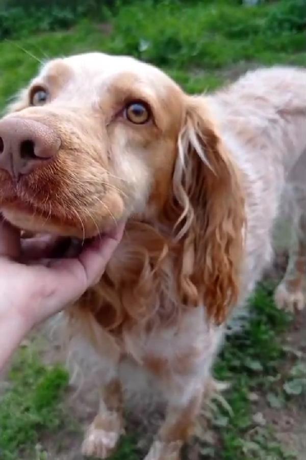 Breton arancio adulto IN CANILE DAL 2020! LAZIO SOS Foto 7