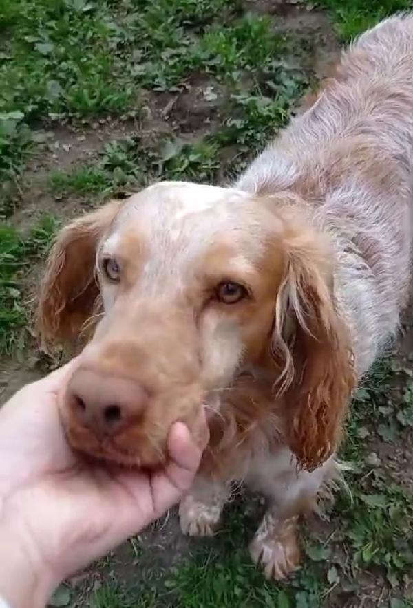 Breton arancio adulto IN CANILE DAL 2020! LAZIO SOS Foto 8