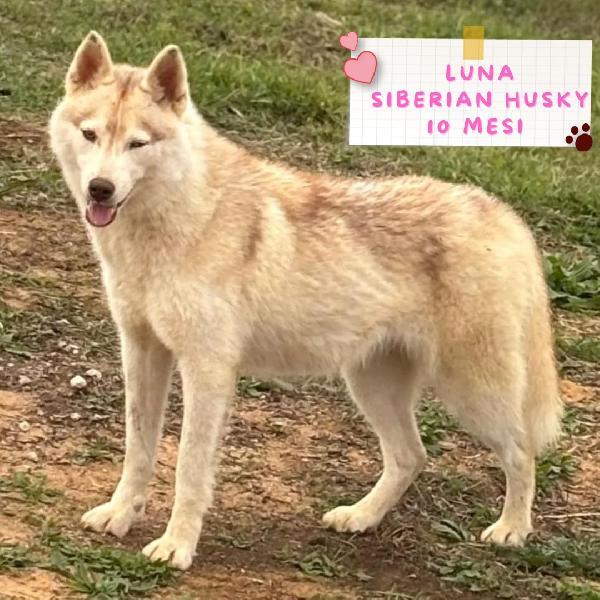 Luna Siberian Husky Pura In Adozione 