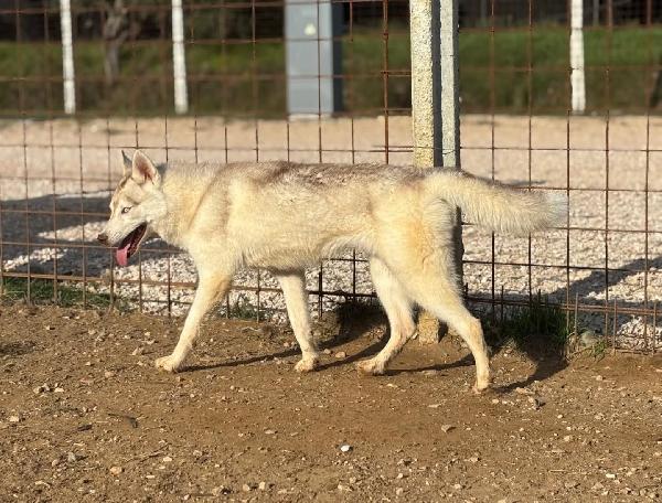 LUNA siberian HUSKY pura in adozione  Foto 2