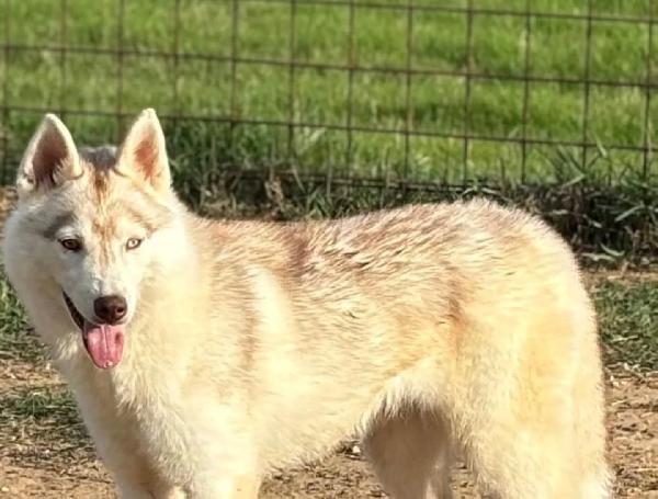 LUNA siberian HUSKY pura in adozione  Foto 3