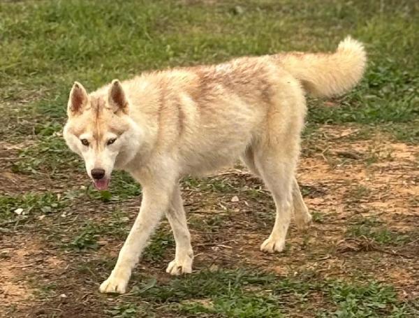 LUNA siberian HUSKY pura in adozione  Foto 4