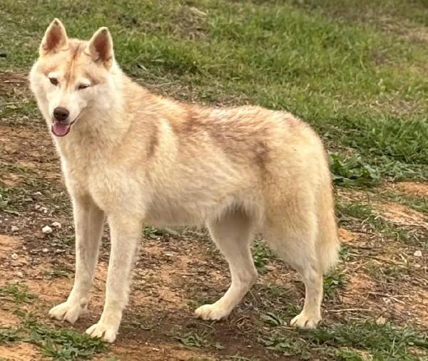 LUNA siberian HUSKY pura in adozione  Foto 5