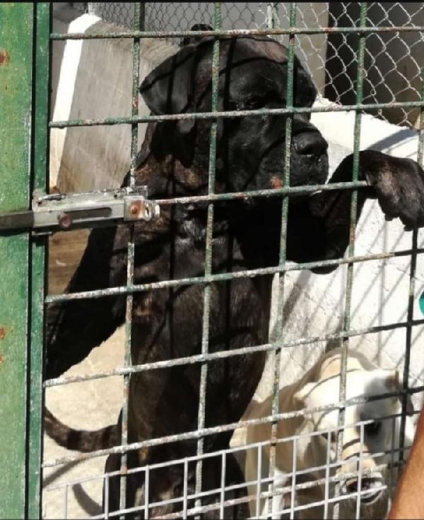 Corso Maschio E Femmina In Canile Da Anni!!! Calabria 
