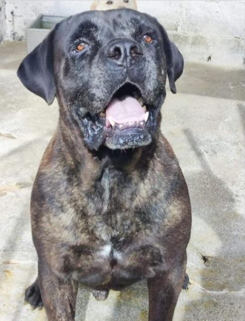 Corso maschio e femmina in canile da anni!!! CALABRIA  Foto 2