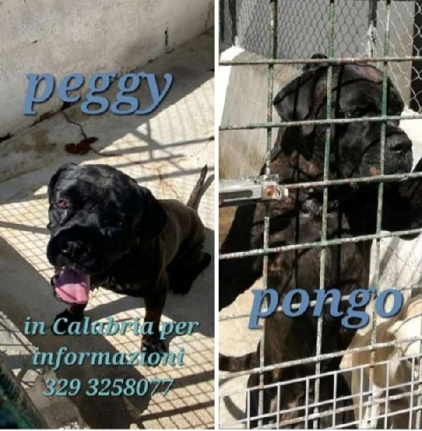 Corso maschio e femmina in canile da anni!!! CALABRIA  Foto 3