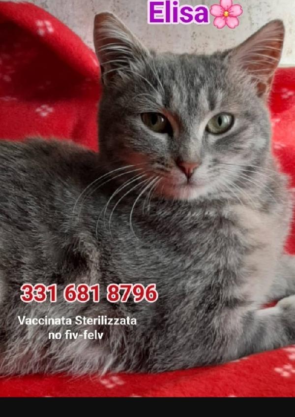 Elisa Micia 15Mesi Dolcissima Roma Sos Casa