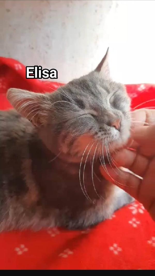 Elisa micia 15mesi dolcissima ROMA SOS CASA Foto 2