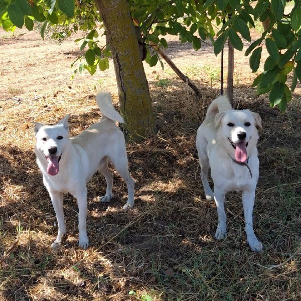 Sherlock 🦴🩵🦴 Foto 5