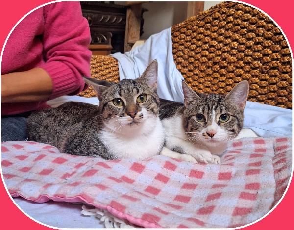 ONDA E MAREA: SEMPRE UNITE Foto 3