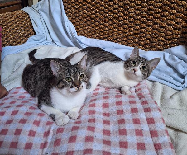 ONDA E MAREA: SEMPRE UNITE Foto 5