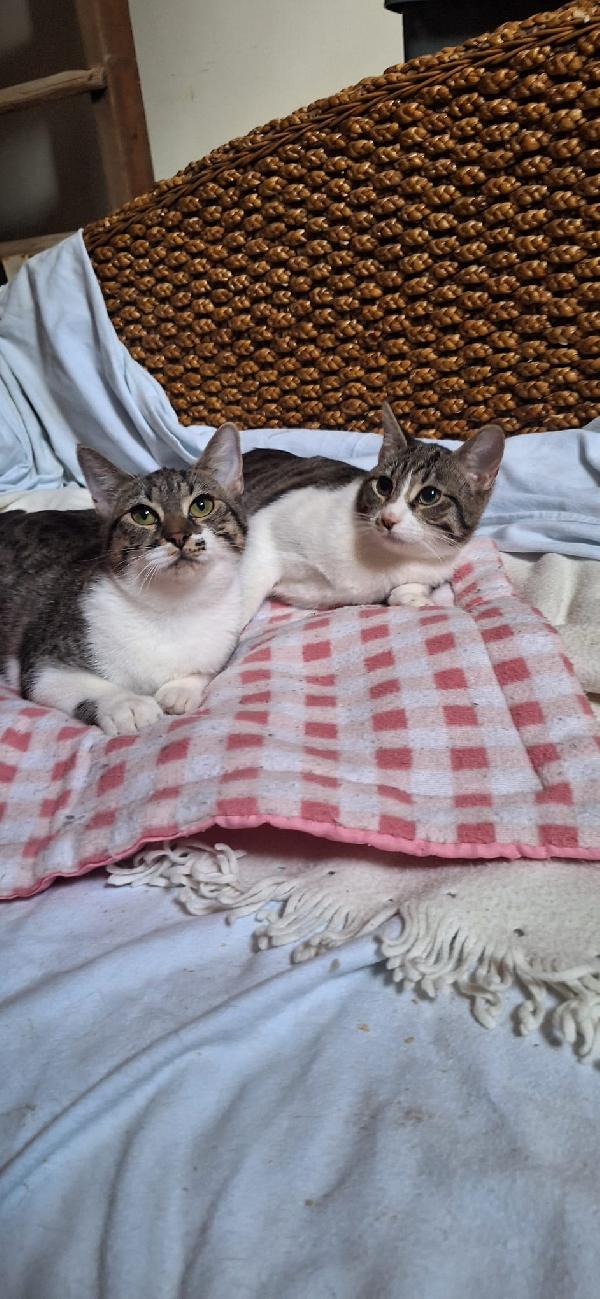 ONDA E MAREA: SEMPRE UNITE Foto 6