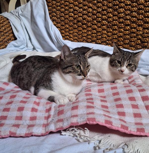 ONDA E MAREA: SEMPRE UNITE Foto 7