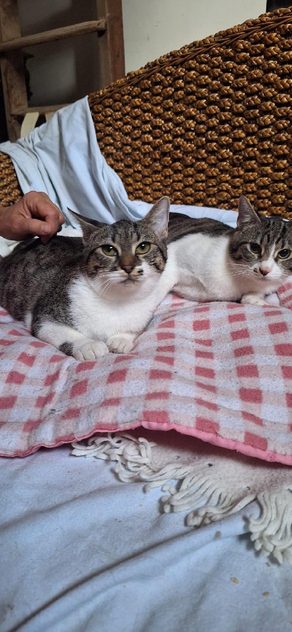 ONDA E MAREA: SEMPRE UNITE Foto 8