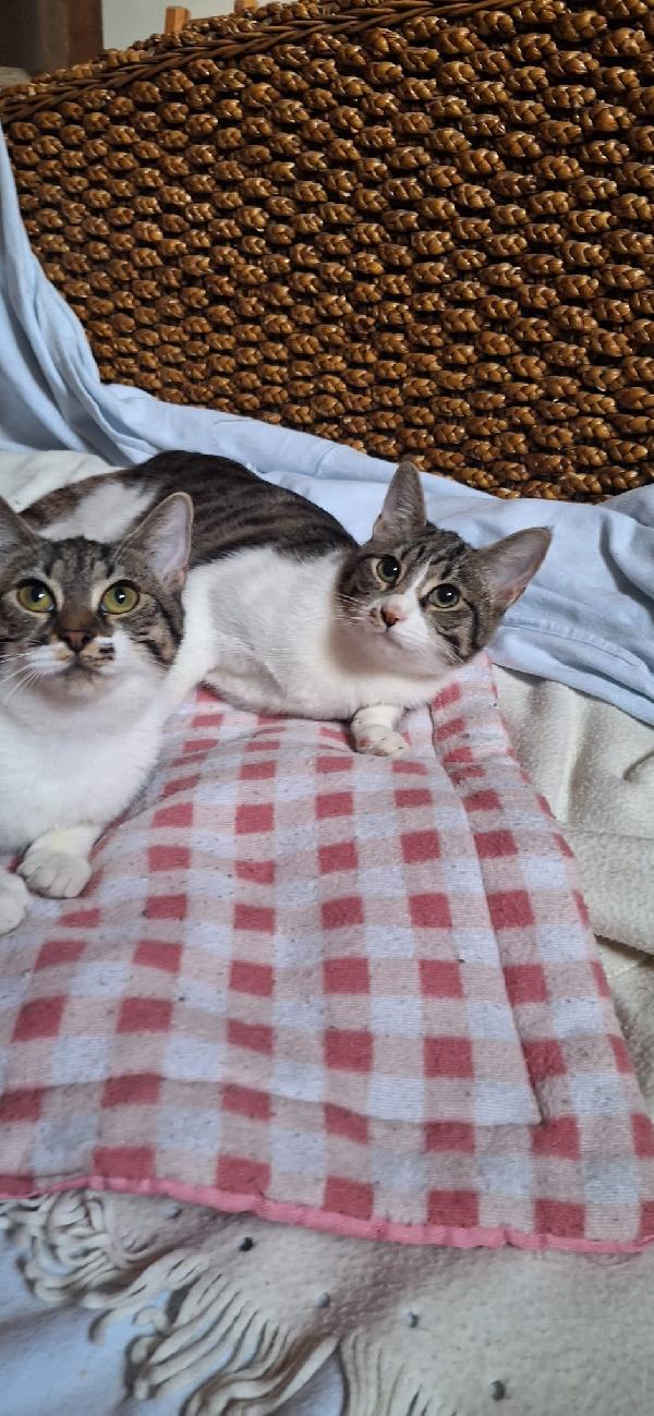 ONDA E MAREA: SEMPRE UNITE Foto 10