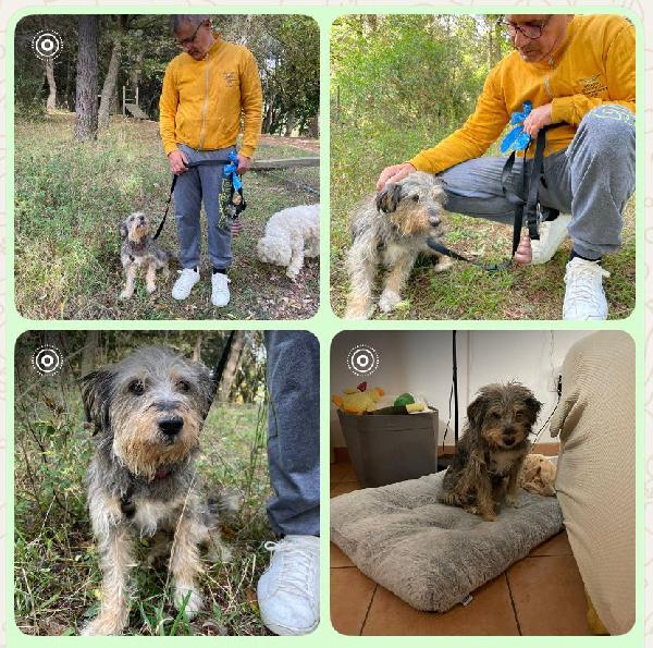 Alice Simil Yorkshire 10Anni Di Solitudine! Puglia