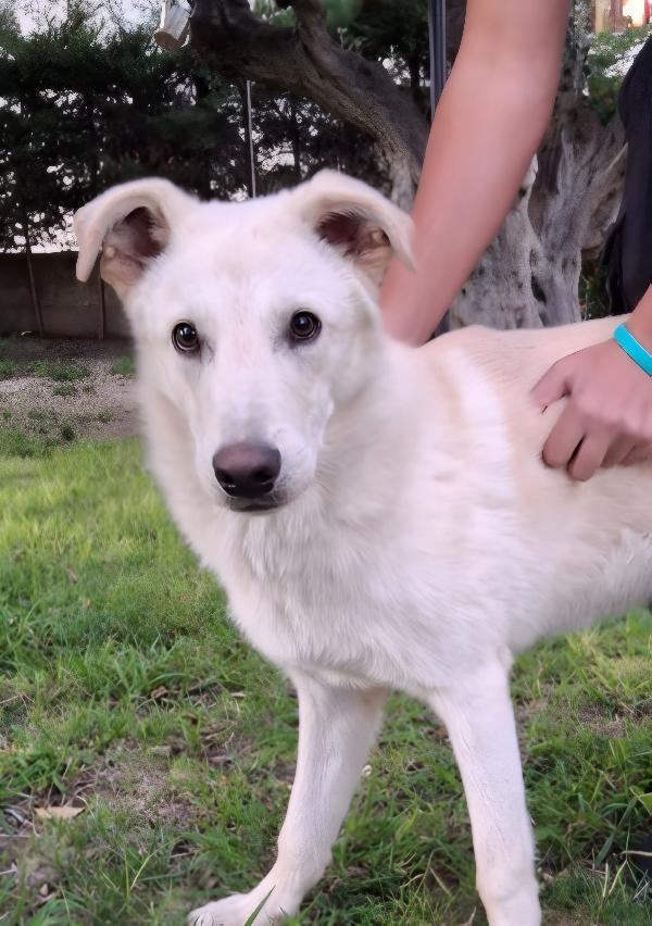 Sid Cucciolone Di 7 Mesi Cerca Casa 