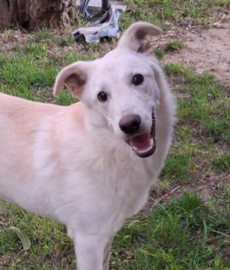SID cucciolone di 7 mesi cerca casa  Foto 2