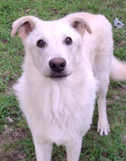 SID cucciolone di 7 mesi cerca casa  Foto 3