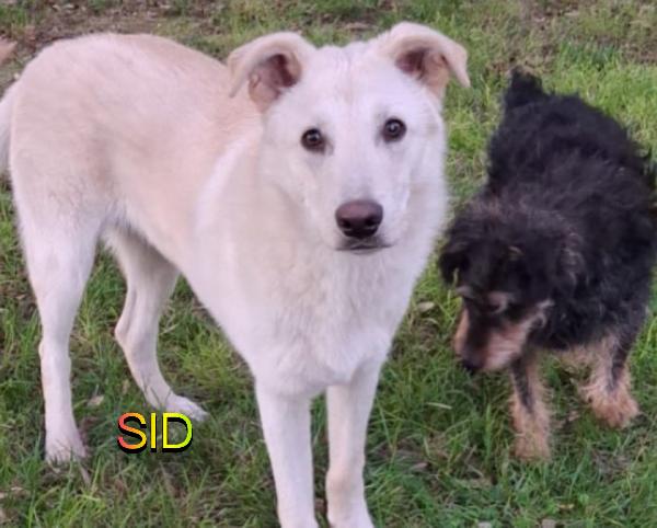 SID cucciolone di 7 mesi cerca casa  Foto 4