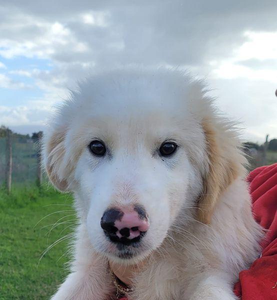 CESARE, cucciolo dal tartufo maculato Foto 2
