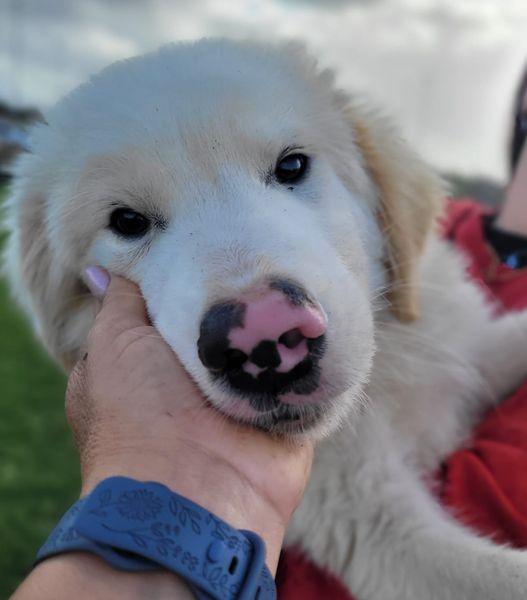 CESARE, cucciolo dal tartufo maculato Foto 3