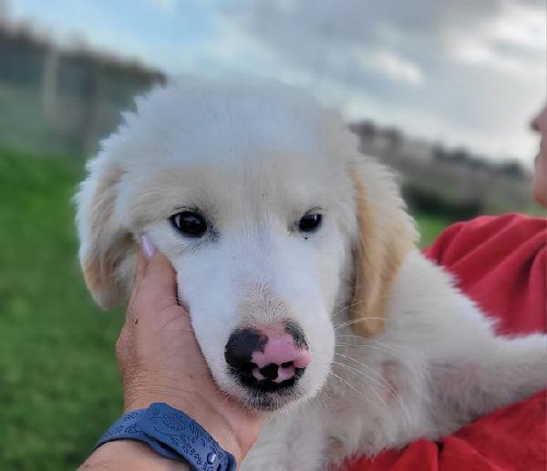 CESARE, cucciolo dal tartufo maculato Foto 4