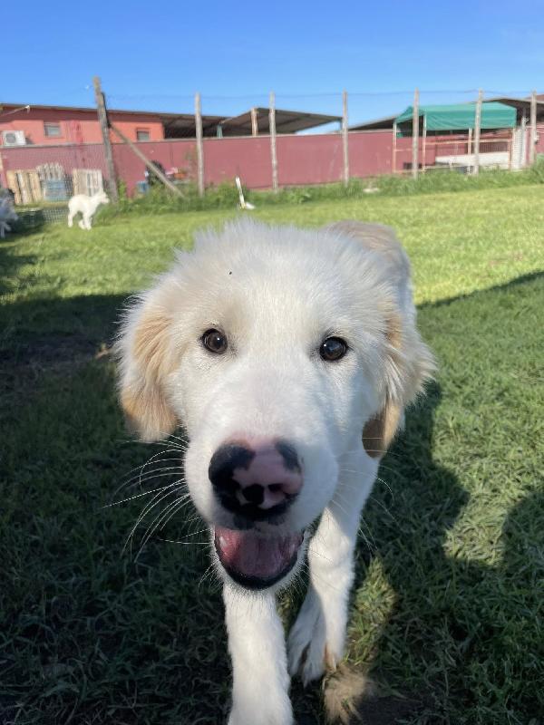 CESARE, cucciolo dal tartufo maculato Foto 5
