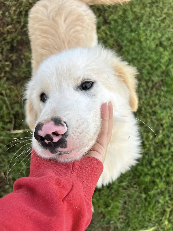 CESARE, cucciolo dal tartufo maculato Foto 7