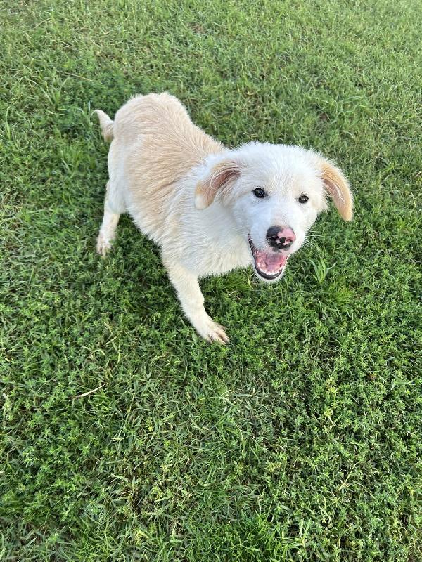 CESARE, cucciolo dal tartufo maculato Foto 8