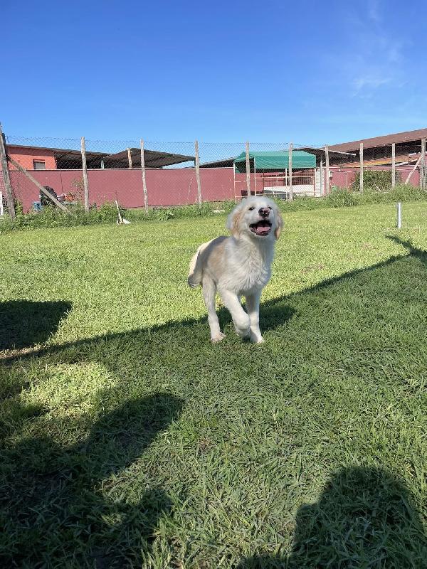CESARE, cucciolo dal tartufo maculato Foto 9