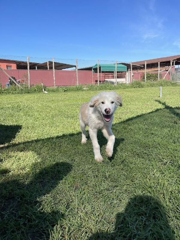 CESARE, cucciolo dal tartufo maculato Foto 10