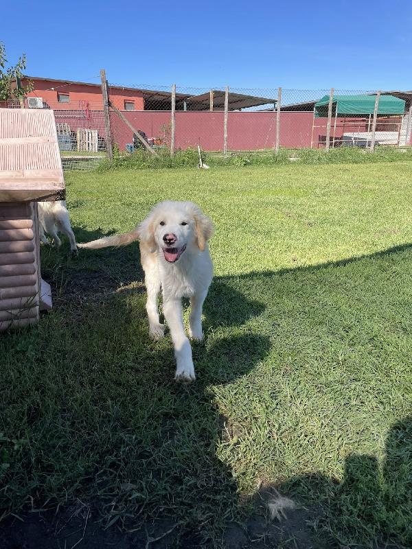 CESARE, cucciolo dal tartufo maculato Foto 11